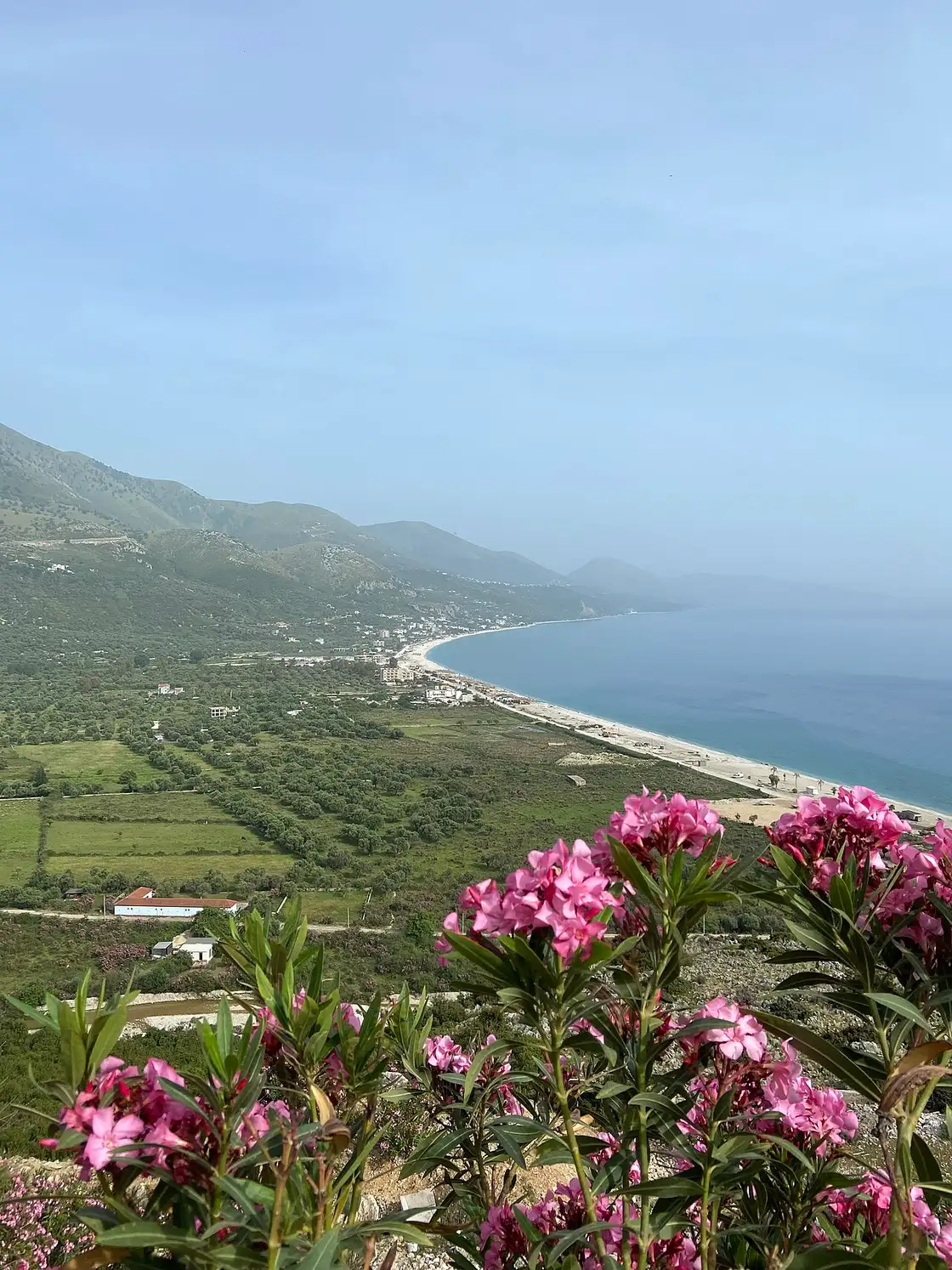 A long Ionian coastline curving below green hills on the Albanian Riviera, seen past pink oleander flowers