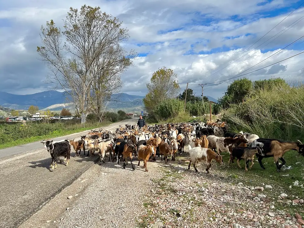 A large herd of goats being driven along a rural road in southern Albania with mountains behind