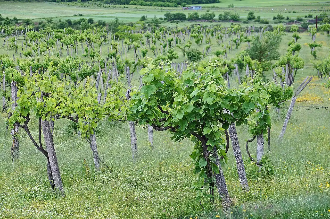Rows of vines on a hillside vineyard near Përmet in southern Albania