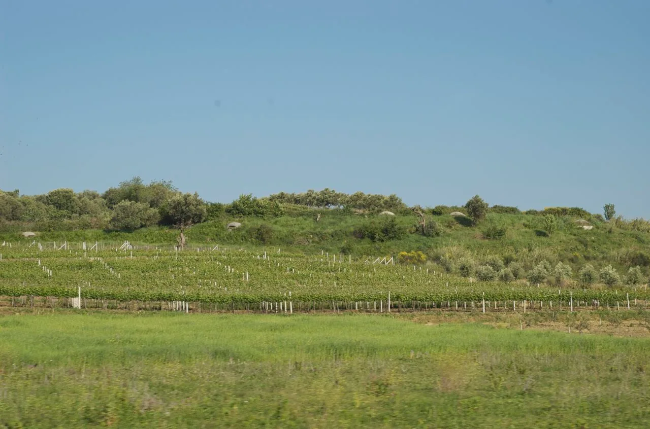 Albanian vineyard rows with old concrete bunkers on the hillside
