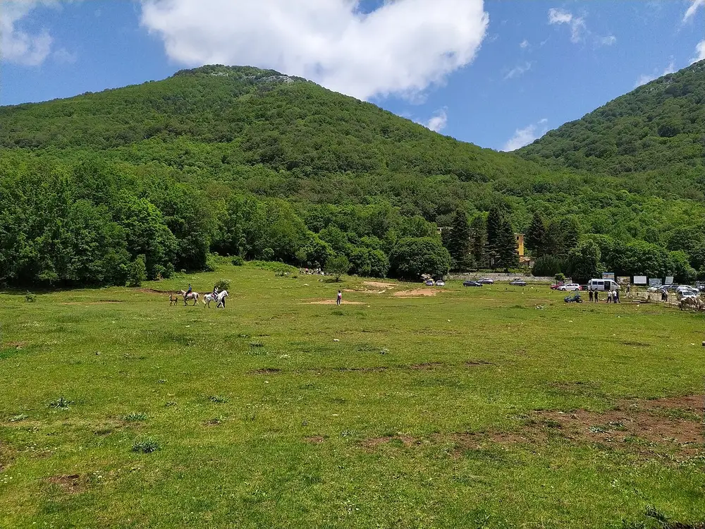 A broad green meadow on Mount Dajti with horses and picnickers below the wooded ridge