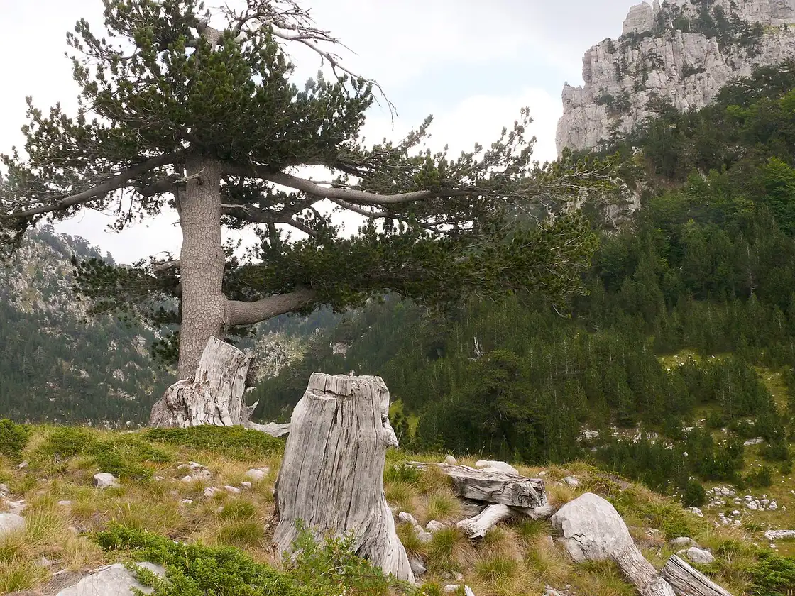 High pasture at Buni i Thores with bare peaks of the Accursed Mountains behind