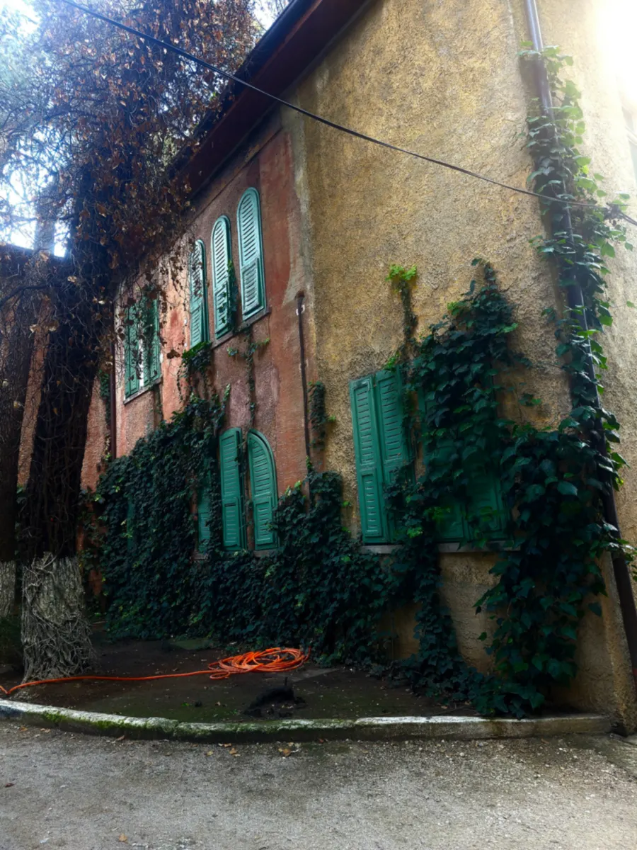 Ivy and creeper climbing the old plastered wall of the House of Leaves, with green wooden shutters