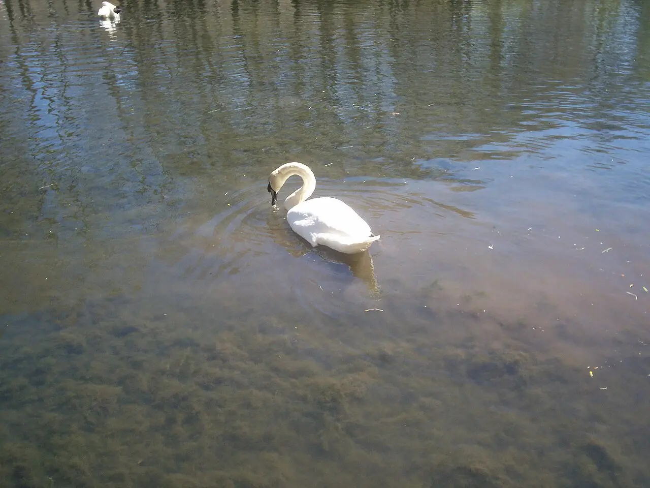 A swan swimming on one of the clear spring-fed channels of Drilon National Park near Pogradec