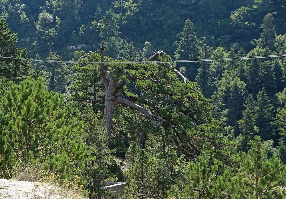 The wind-bent Flag Pine of Llogara, its branches swept to one side, among dense green pine forest