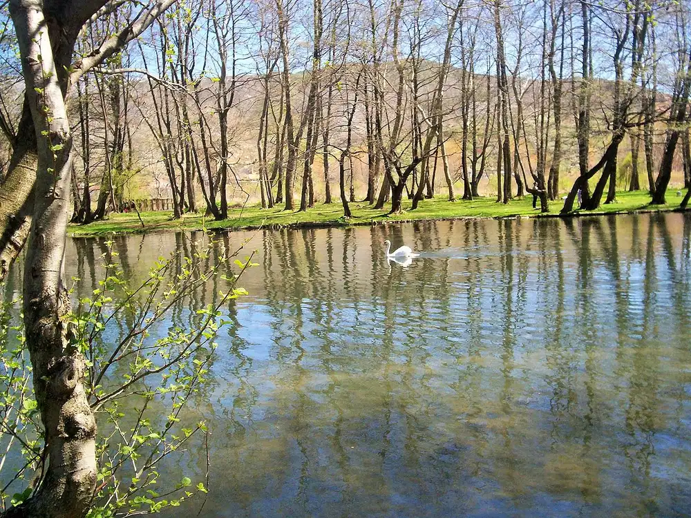 A clear spring-fed channel at Drilon near Pogradec with a swan and bare early-spring trees