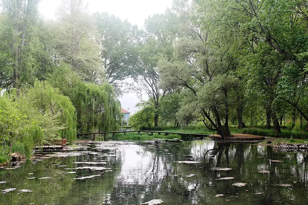 The willow-shaded spring channels of Drilon National Park near Pogradec with a wooden footbridge