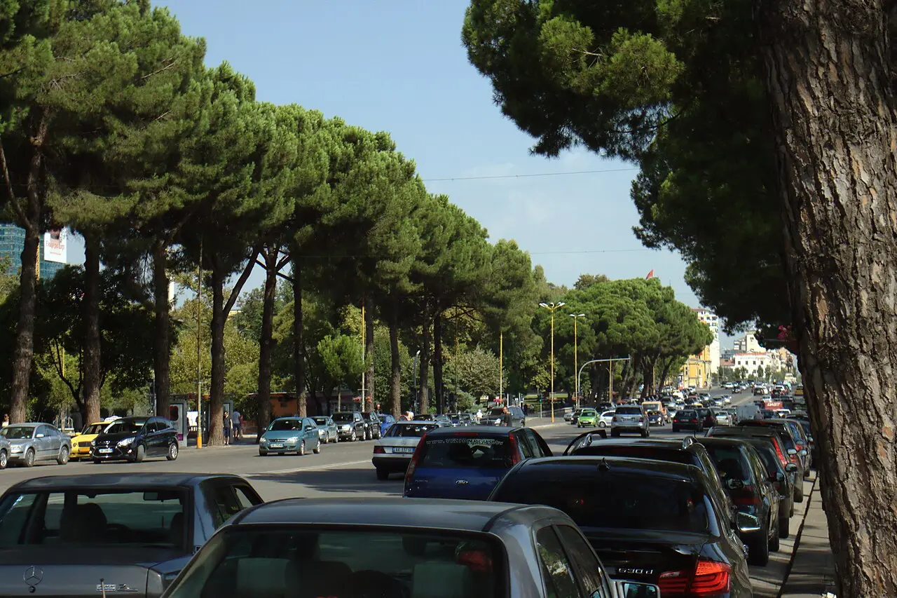 A wide tree-lined boulevard in Tirana with tall pines, parked cars and pedestrians