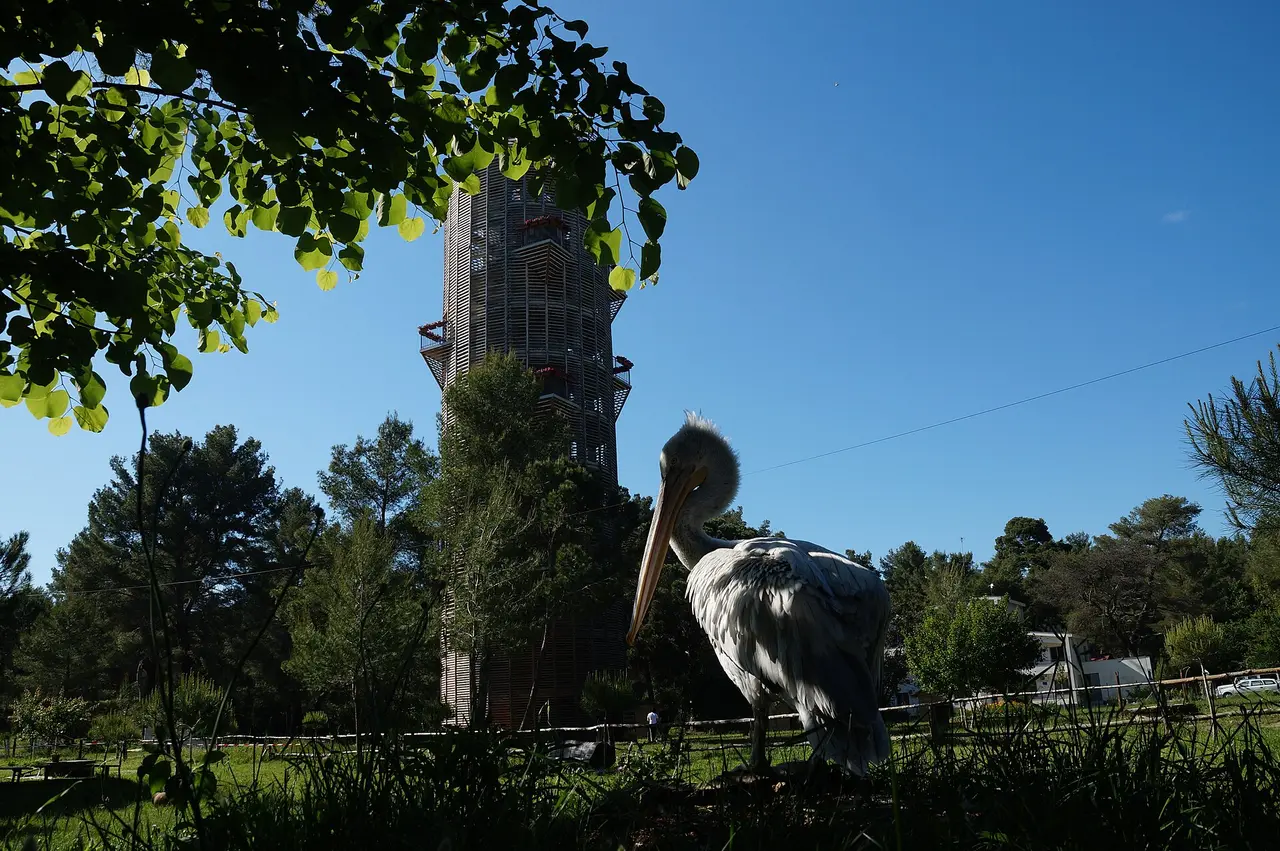 A Dalmatian pelican standing in the grass below the tall wooden observation tower in Divjake-Karavasta National Park